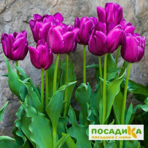 Тюльпан многоцветковый Пурпл Букет в Аргуне